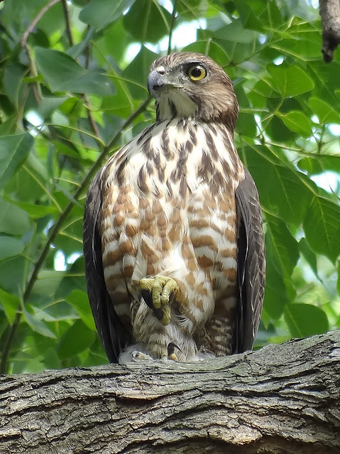 鳳頭蒼鷹/無限台南