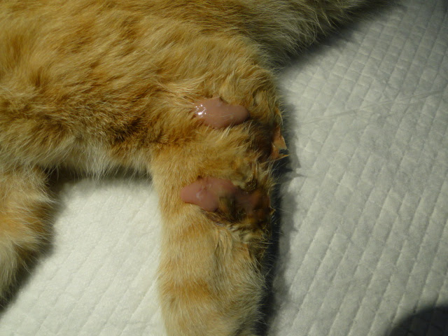 有名な 猫 後ろ足 引きずる 画像ブログ