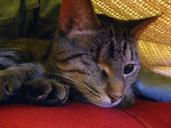 Maggie under the blanket