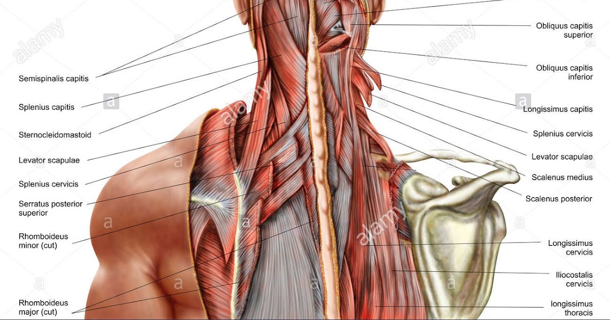 Neck And Shoulder Anatomy Diagram - Muscles Of Neck Lateral View Neck