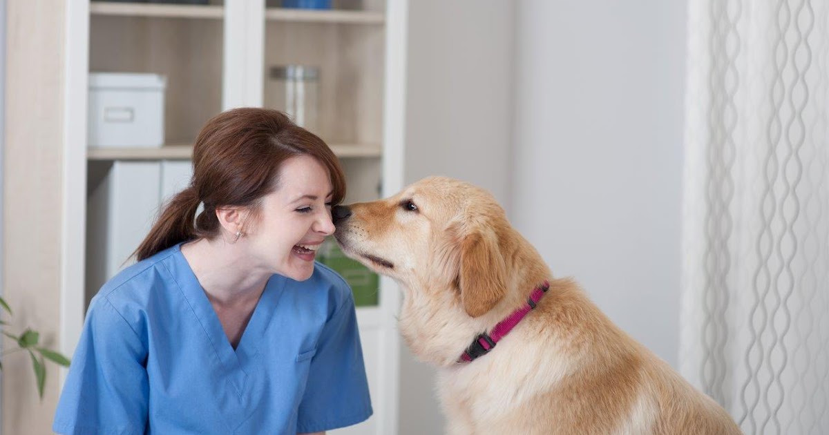 Veterinary Assistant Job Description - Employment, Externship and