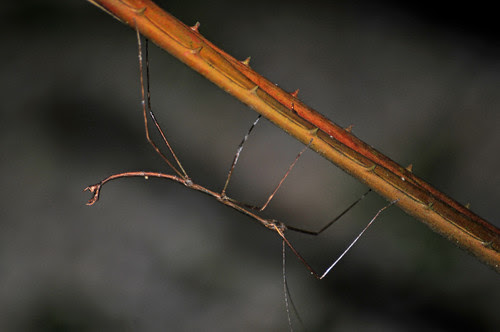 Walking Stick