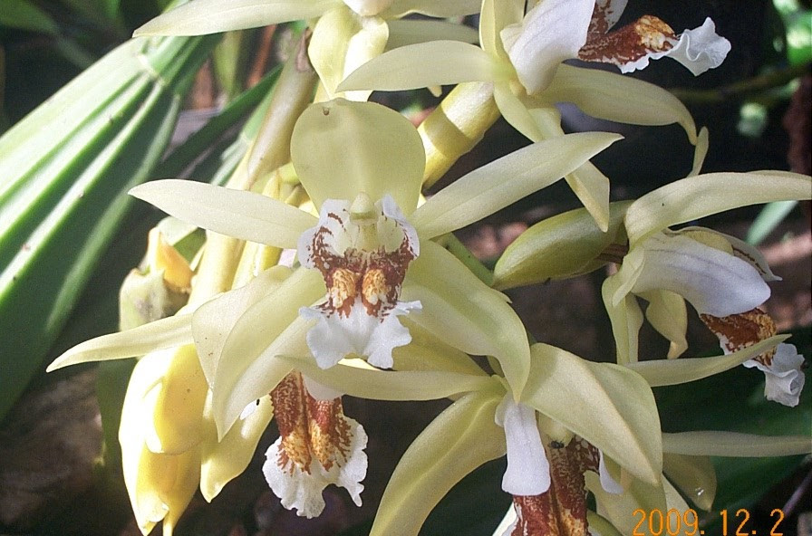 Anggrek Kelip atau Phalaenopsis Violacose | Budidaya Tanaman Hias Indonesia