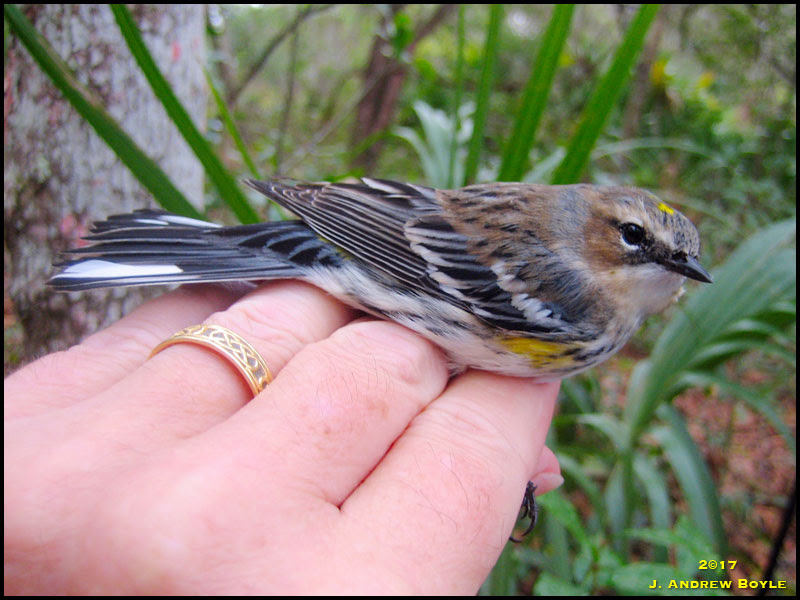 Myrtle Warbler, Yellow-rumped Warbler Myrtle Warbler, Yellow-rumped Warbler