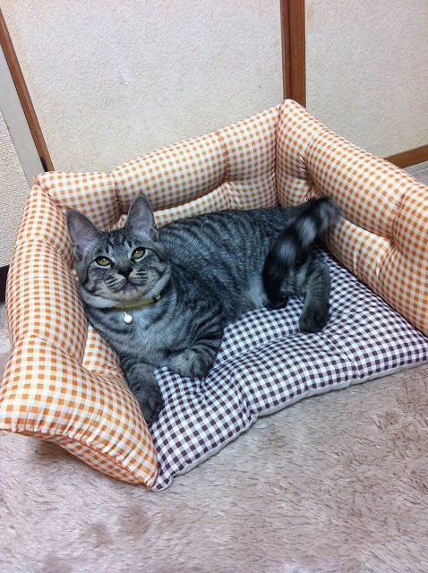 年のベスト 猫 マカロンベッド 作り方 100 で最高の画像