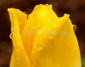Yellow Tulip - MICHELLECPORTRAITS Yellow Tulip - MICHELLECPORTRAITS