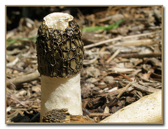 mushrooms sperm smell impudicus phallus urban
