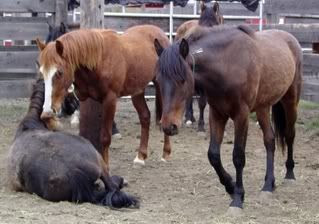 The wild bunch