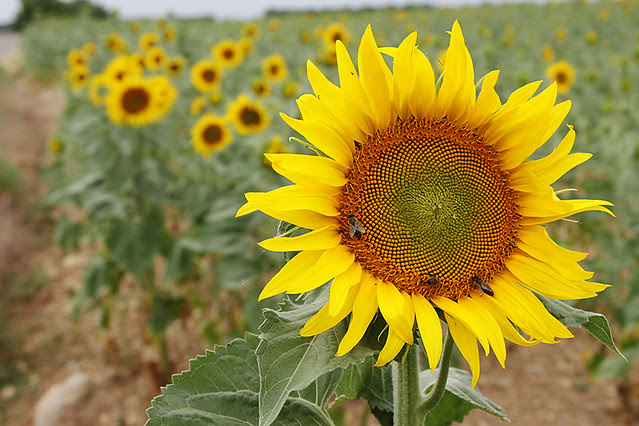 Sunflower crop in Provence, France 