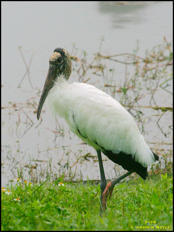 Wood Stork Wood Stork
