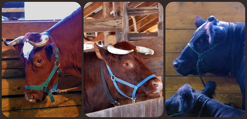 Cattle Collage