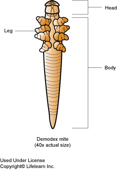mange_-_demodectic-1 mange_-_demodectic-1