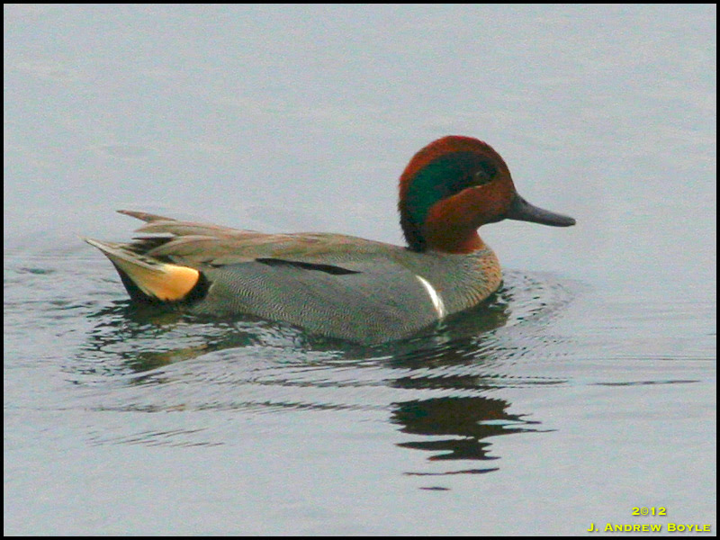 Green-winged Teal Green-winged Teal