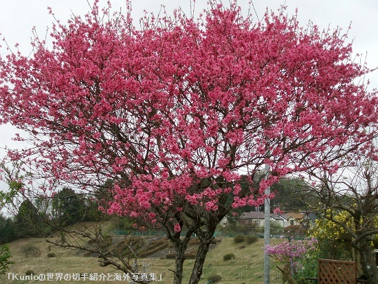 すべての美しい花の画像 トップ100 春 ピンク 花 樹木