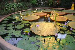 lily pad