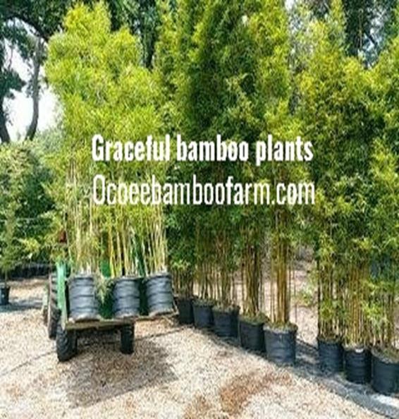 Greatest Bamboo Farm Near Me - Flower Garden Ideas