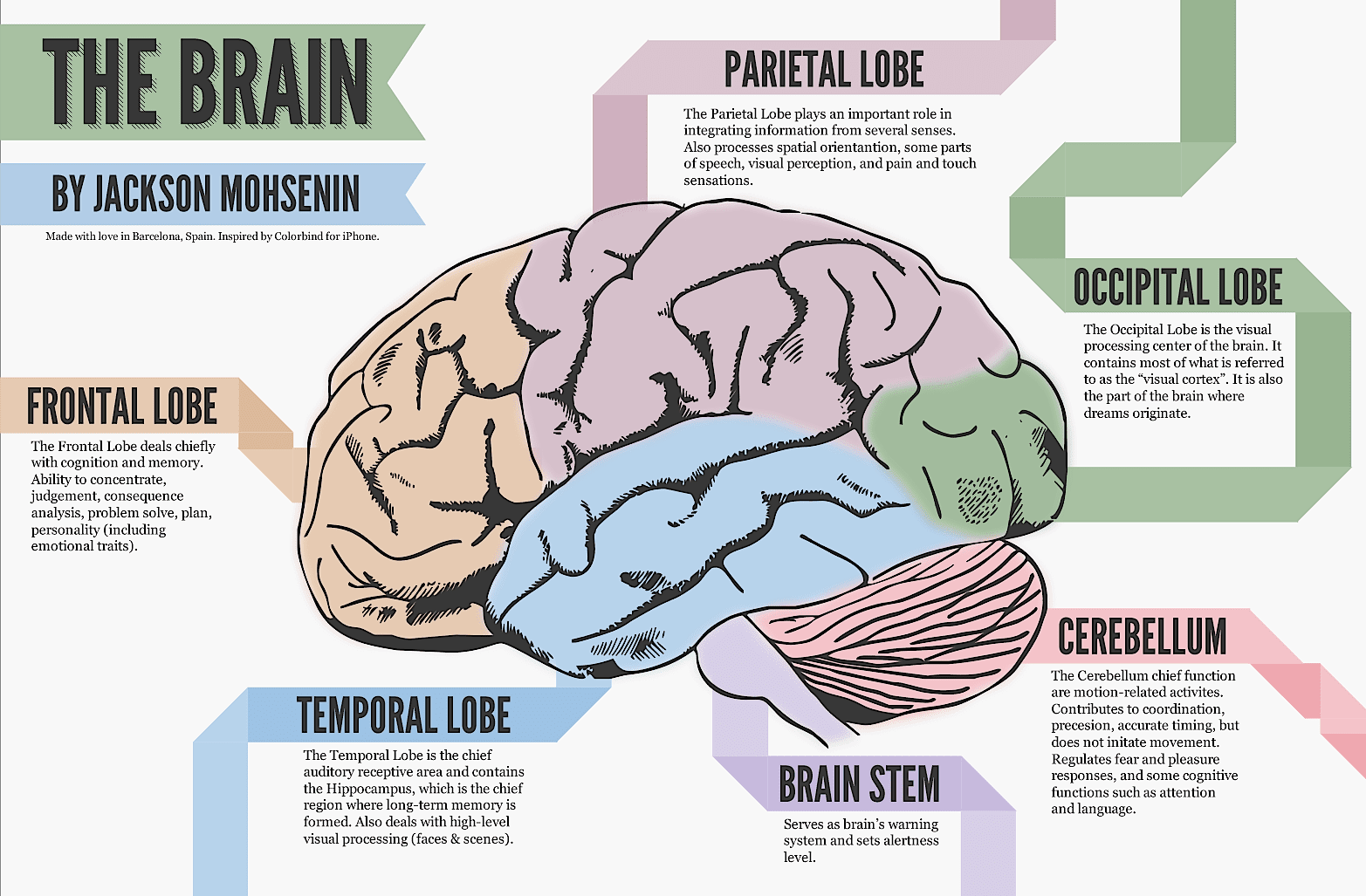 download-what-part-of-the-brain-is-responsible-for-breathing-and-heart