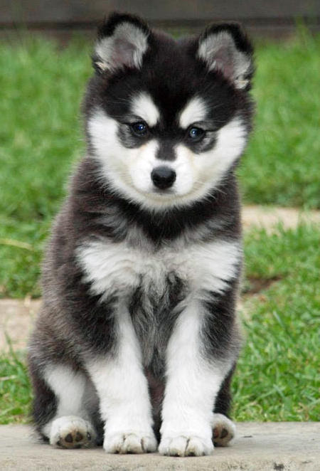 Alaskan Klee Kai Info, Temperament, Puppies, Care, Pictures Alaskan Klee Kai Info, Temperament, Puppies, Care, Pictures