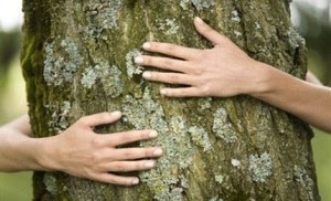 abrazo arbol
