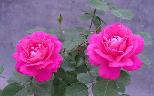 Rose Wallpaper Image Gallery - 74 Rose Wallpaper For HD Download