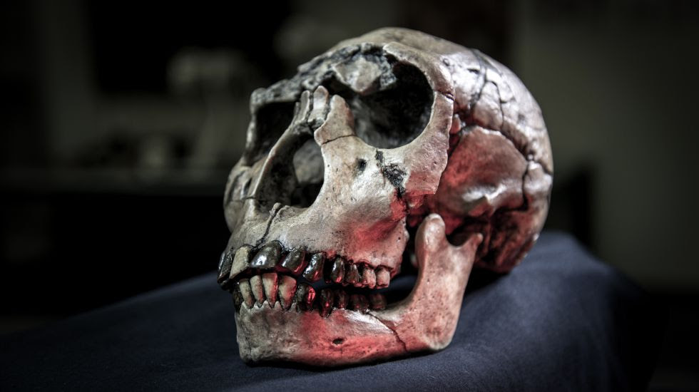 Imagen de la calavera de un 'Homo ergaster' de kenia, incluido en el estudio. Imagen de la calavera de un 'Homo ergaster' de kenia, incluido en el estudio.