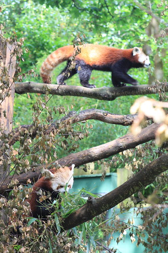 Red Pandas