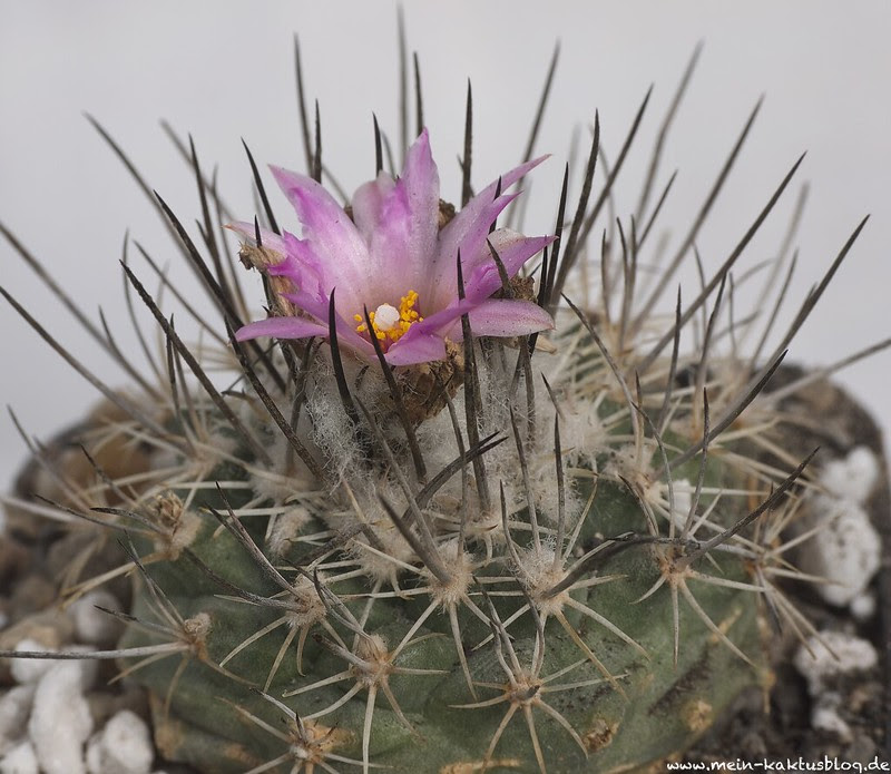 Turbinicarpus roseiflorus sensu Frank