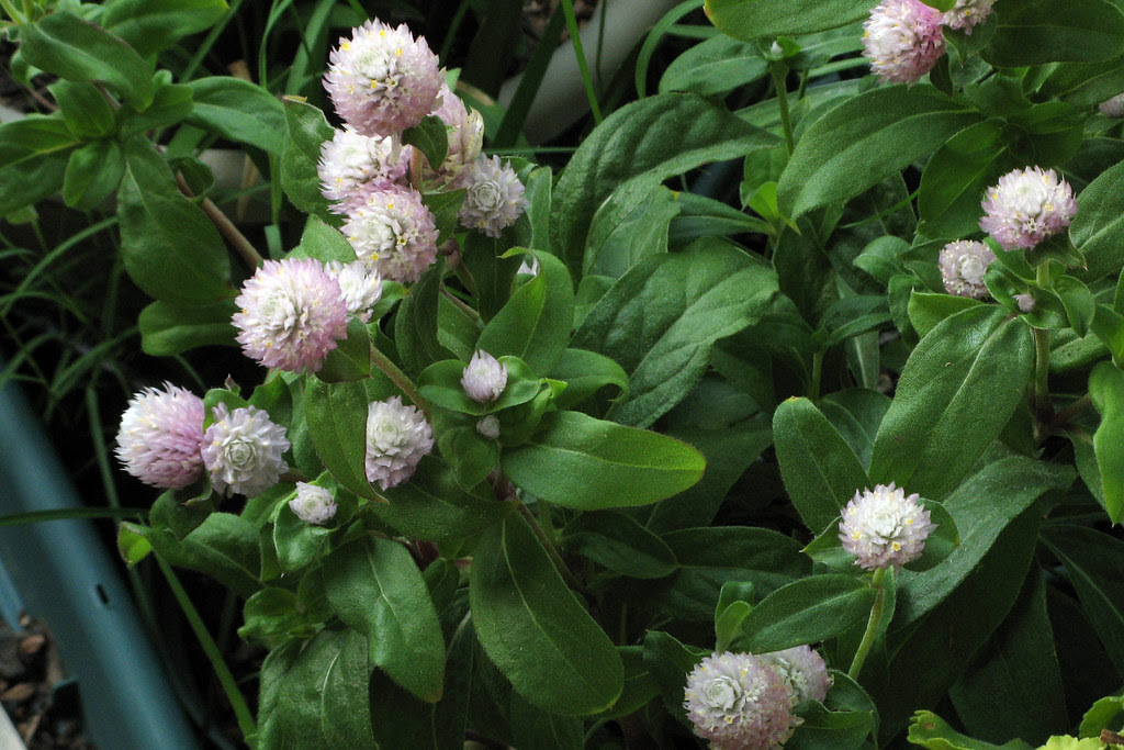 Gomphrena (globe amaranth)