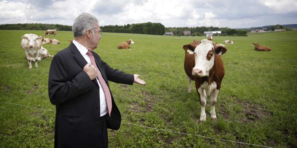Der HBP auf der Weide, aber die Kühe liessen sich nicht aus der Ruhe bringen. "foto: peter lechner/hbf"