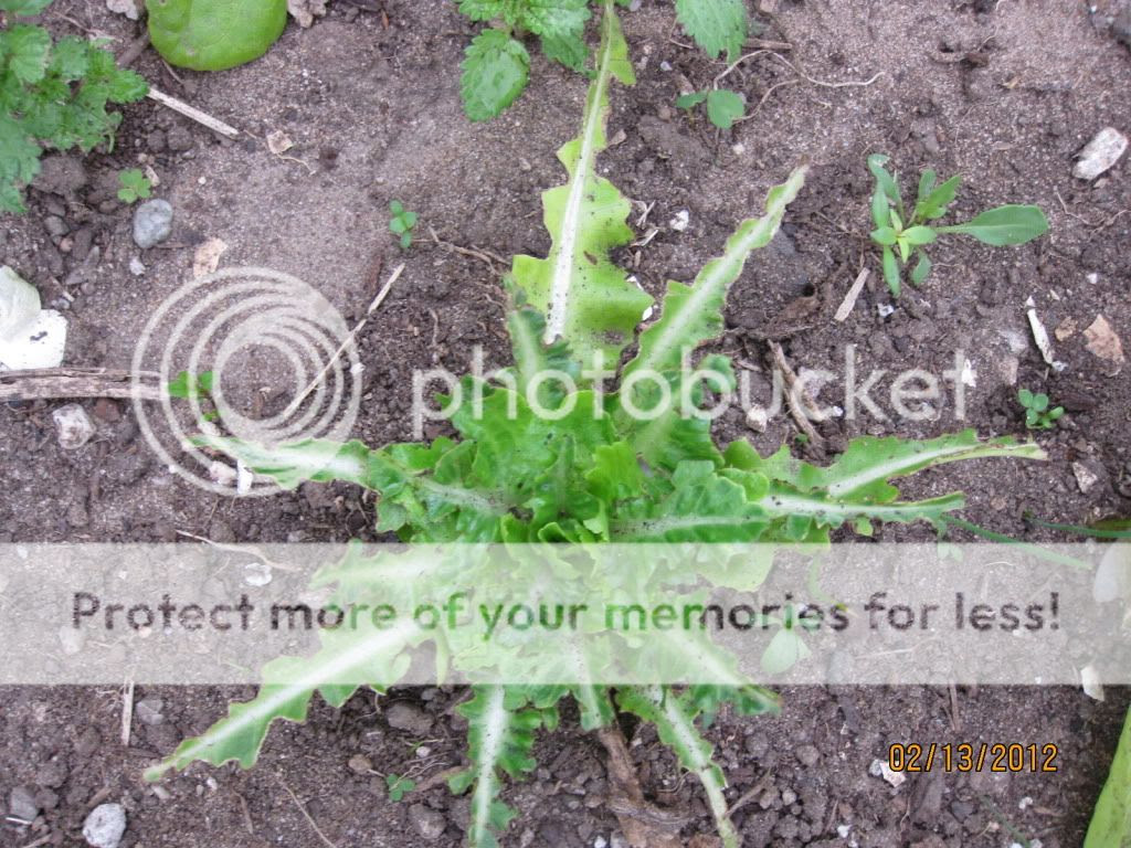 lettuce attacked by birds