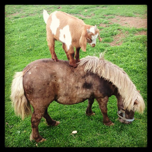 goatonpony