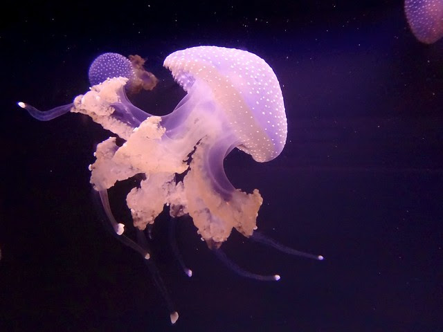 jellyfish