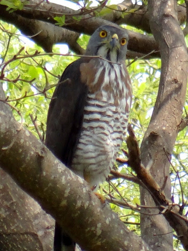 鳳頭蒼鷹/無限台南