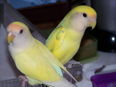 True Love Aviary: Video: Weaning Cage For Baby Lovebirds