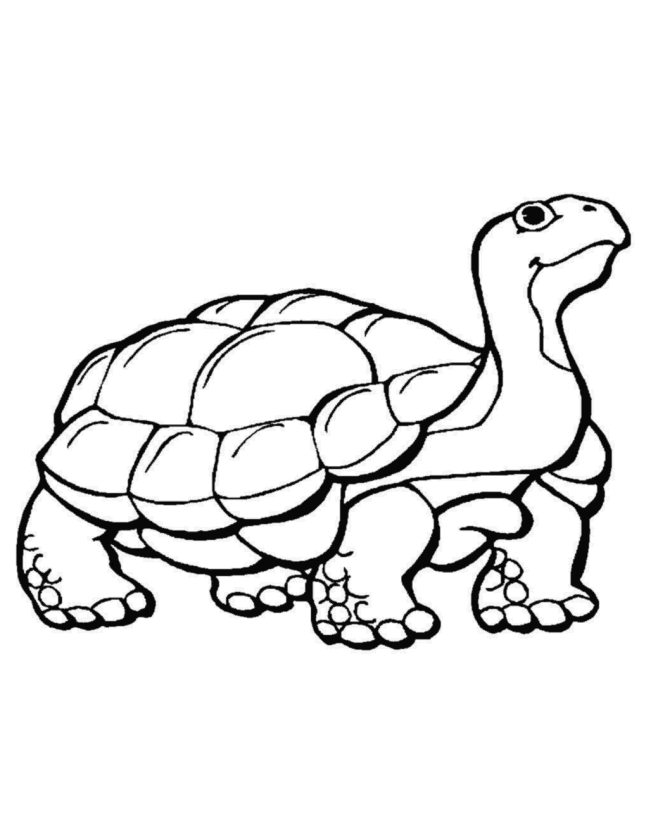 Coloring Pictures Of Animals That Hibernate | Pictures of Nnature