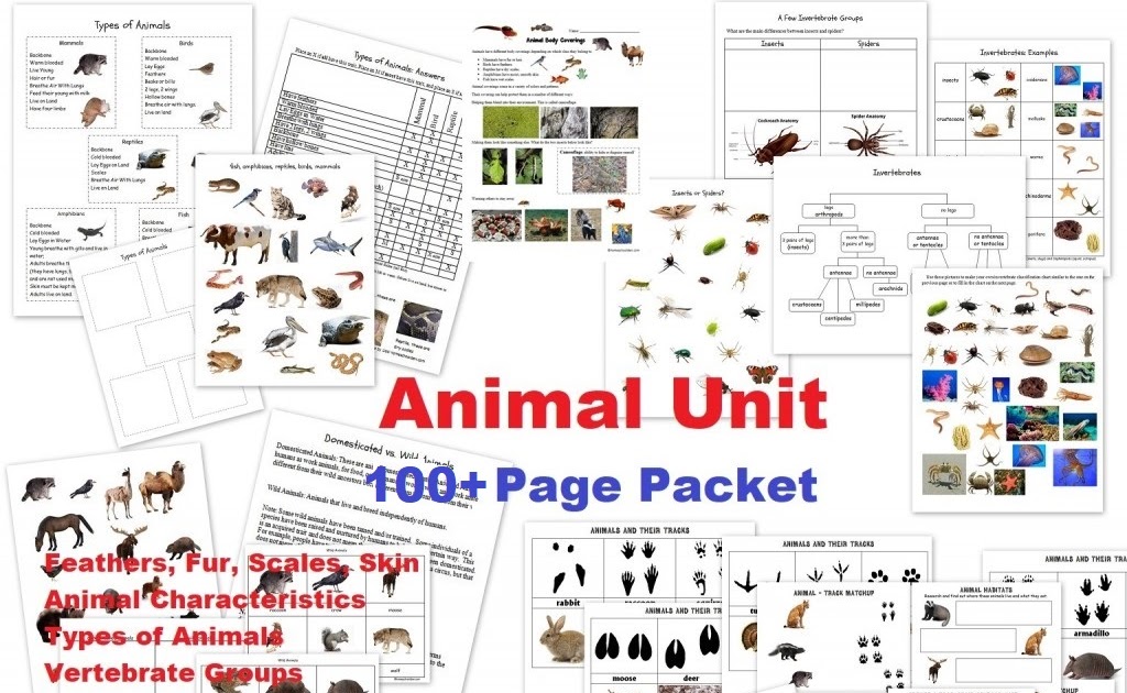 Environmental Science Worksheet Packet - Nidecmege