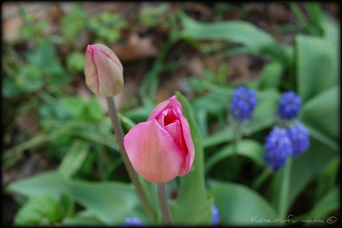 tulip