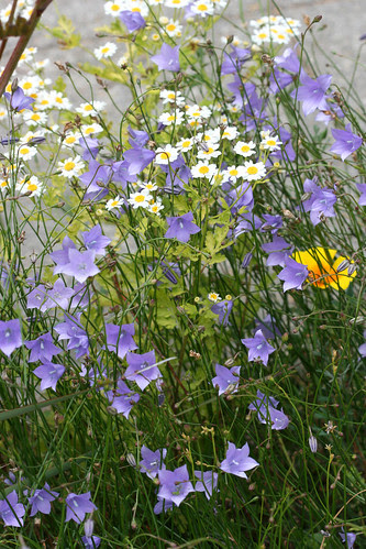 wahlenbergia in parking strip