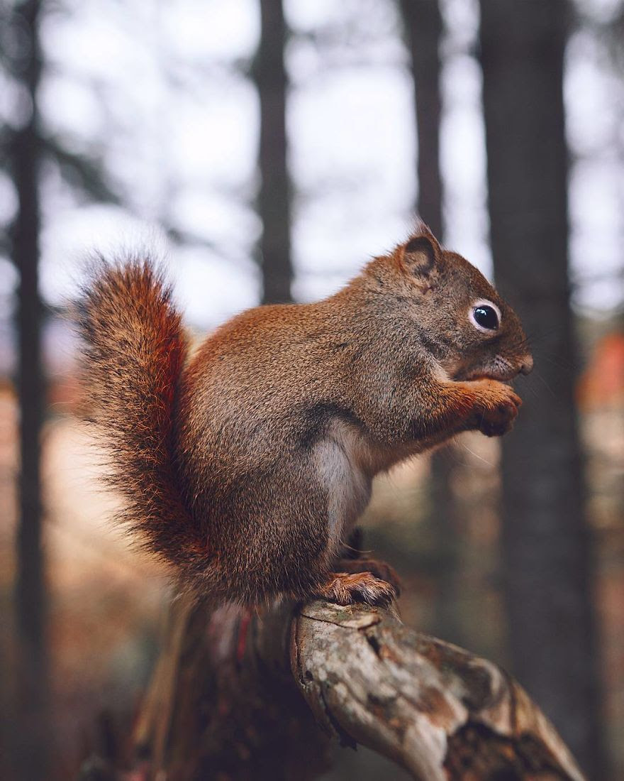 How I Got Seduced By Wildlife Photography How I Got Seduced By Wildlife Photography