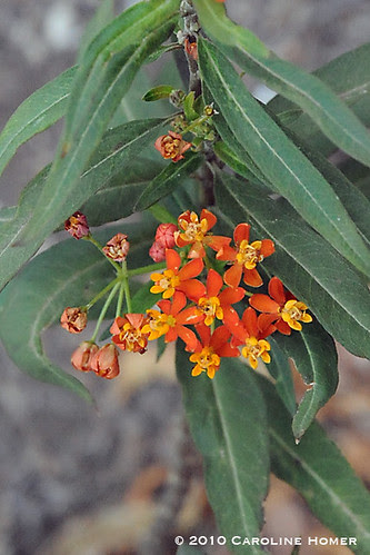 Butterfly weed