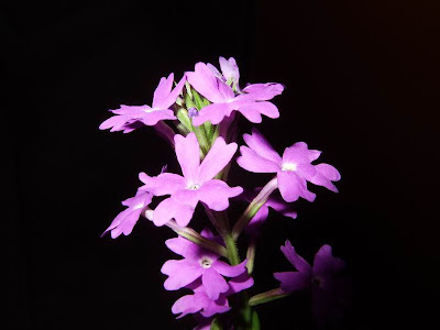 Purple Wildflower Picture