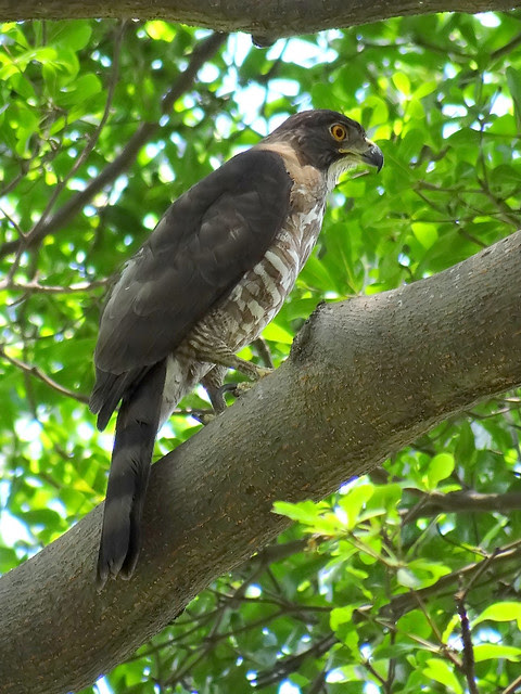 鳳頭蒼鷹/無限台南