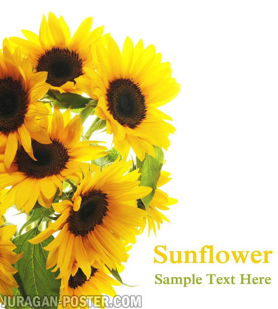 Sunflower Jual Poster Di Juragan Poster