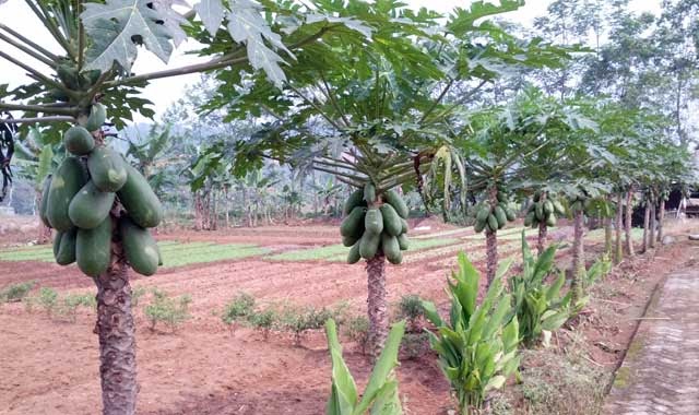 Tanaman Buah Buahan Dan Cara Budidayanya Berbagi Tanam