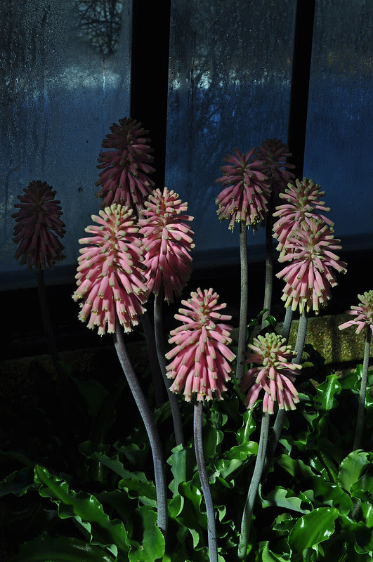 Veltheimia bracteata (pink form) (2)
