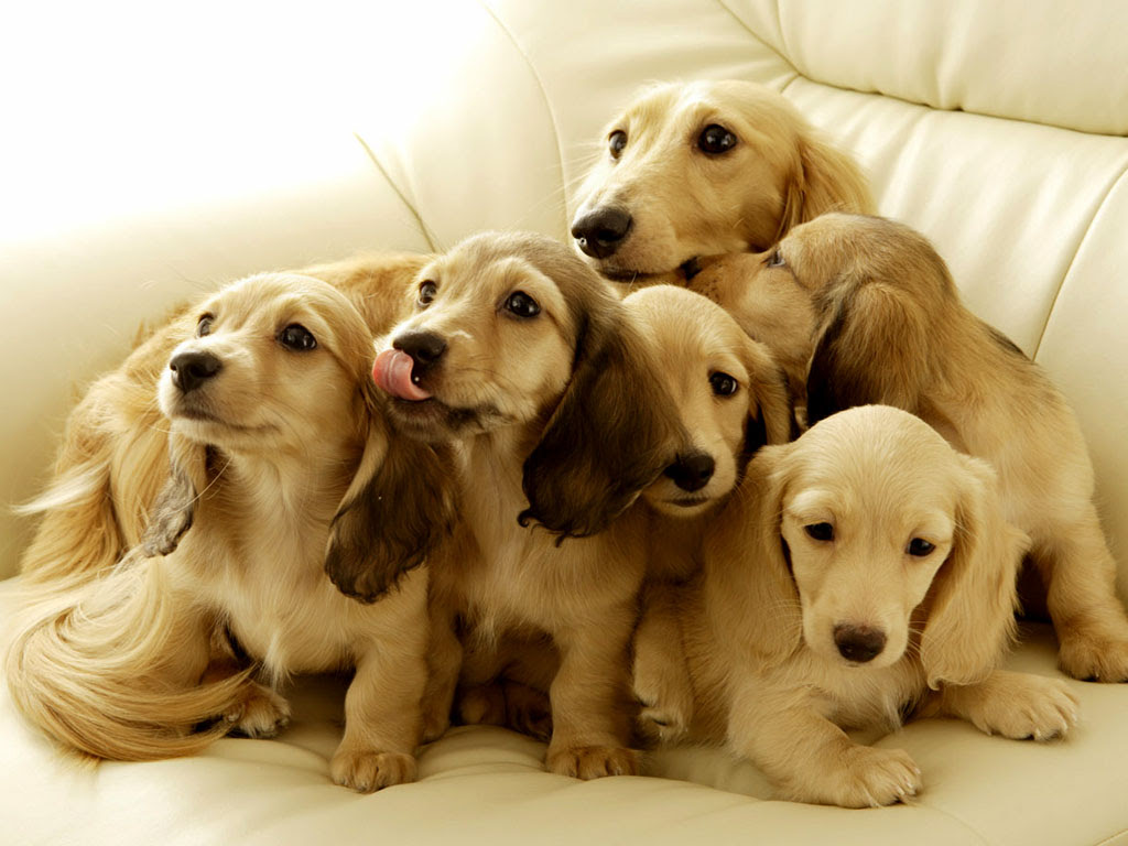 50 素晴らしい犬 壁紙 Pc アニメ画像