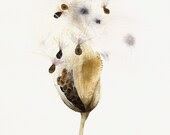 Milkweed Pod- Botanical Archival print of original Watercolor, botanical art - amberalexander Milkweed Pod- Botanical Archival print of original Watercolor, botanical art - amberalexander
