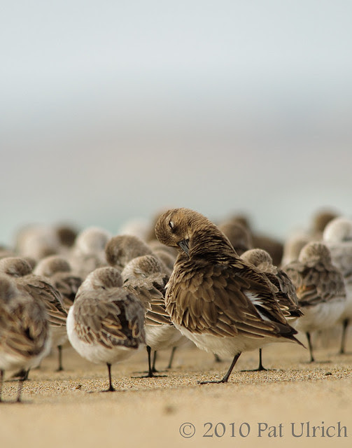 Preening Dunlin 3