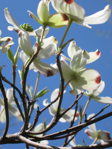 Dogwood