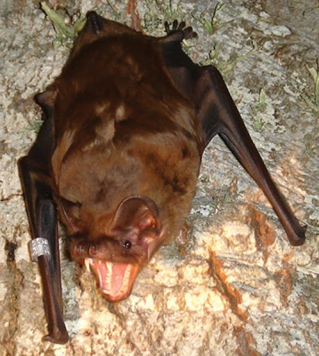 Animals Flying Mammals List - Pets Lovers